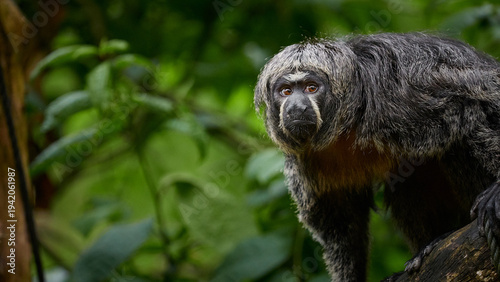Canvas Print Saki monkey on tree branch with copy space and green forest background, banner