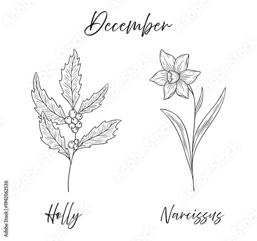 Holly and narcissus - December birth flowers vector illustration set in black and white line art style. Botanical drawing with elegant floral sketch, hand drawn monochrome flower tattoo design.