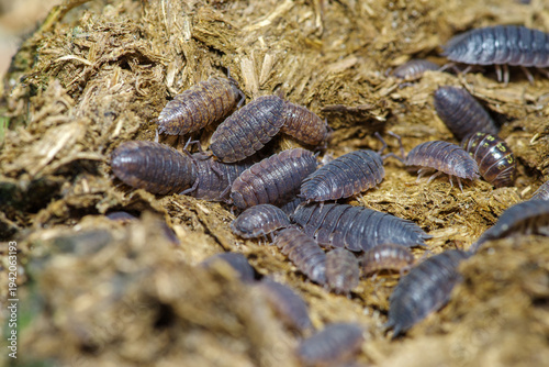 Gromada prosionków szorstkich żerująca w naturalnym środowisku na butwiejącej materii organicznej. Makro ujęcie skorupiaków lądowych, detale pancerzy, ekologia i procesy rozkładu w naturze.