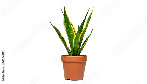 Vibrant snake plant in modern terracotta pot for home decor