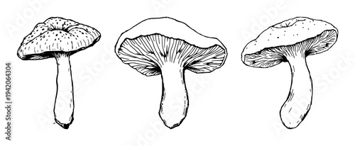 Reishi set with vintage ink sketch and botanical engraving detail featuring medicinal fungi, hatching, illustration with black ink and white background