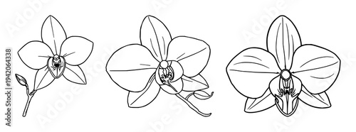 Vanilla orchid set with fine line art, botanical spice aesthetic, elegant thin lines, white background featuring pods, flowers, silk with orchids and vines