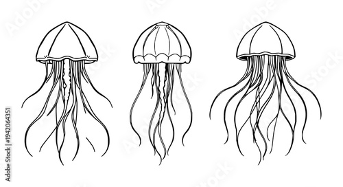 Jellyfish set with symmetrical line art of a stylized jellyfish and long flowing tentacles against a white background featuring marine, deep sea, biology aesthetic with outline and illustration