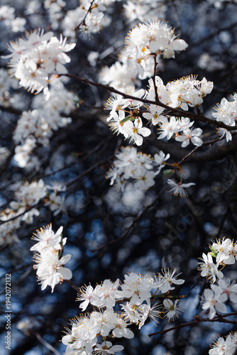 Flowering cherry against a blue sky. Cherry blossoms. Spring background