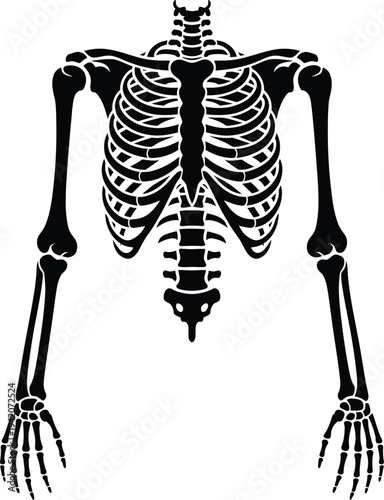 A detailed illustration of a human skeleton showing ribcage and limbs