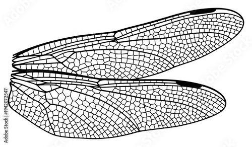 Detailed black and white vector illustration of dragonfly wings with intricate organic patterns