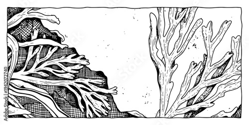 Vintage woodcut style illustration of branching sea coral and underwater reef elements