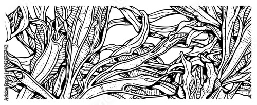 Detailed woodcut style illustration of dense overlapping seaweed or long organic leaves