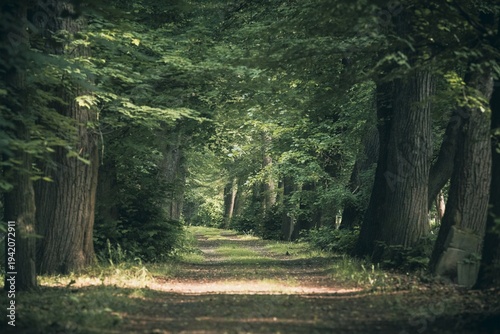 Malownicza leśna ścieżka w gęstym, zielonym lesie. Wysokie drzewa tworzą naturalną aleję, przez którą wpada miękkie światło słoneczne. Idealne tło natury, spokój i cisza w starym parku.