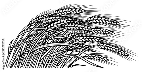 Vintage woodcut style illustration of wheat stalks blowing in the wind