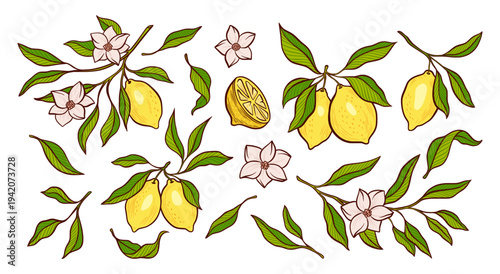 Lemon Leaves Branches Citrus Flower Blossom Vector Set Hand Drawn Botanical Summer Isolated Illustration Fresh Mediterranean Food Design, Italian Amalfi Kitchen Fruit, Lemonade or Limoncello Packaging