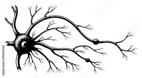 Hand drawn vintage style illustration of a human nerve cell or neuron with long branching axons