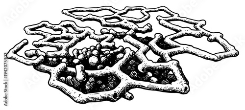 Hand drawn cross hatched sketch of an intricate ant colony tunnel system or subterranean nest