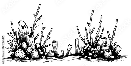 Vintage woodcut style illustration of an underwater coral reef with sponges and marine plants