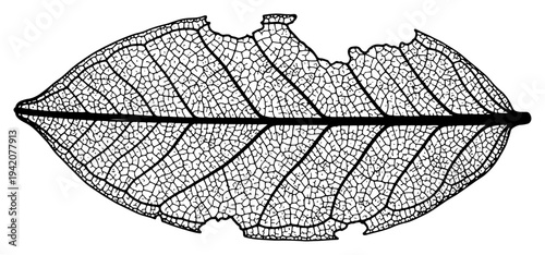 Detailed leaf skeleton with visible veins and torn edges in hand drawn vintage engraving style