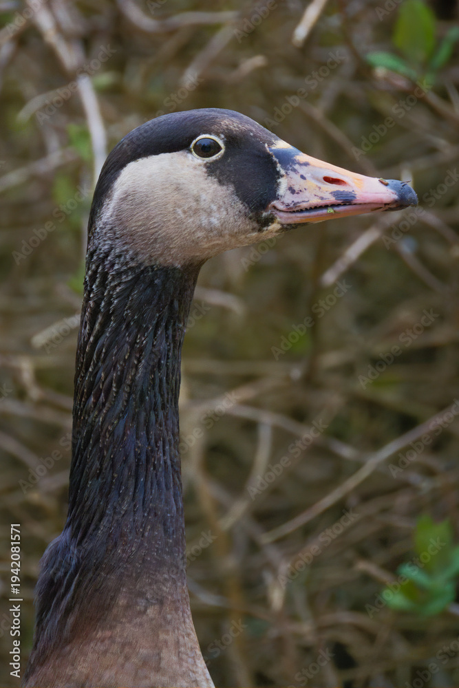 Obraz premium a close up head and neck photograph of a canada goose, Branta canadensis. the natural out of focus background gas space for copt text