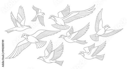 Set of flying doves and pigeons line art illustration. Hand-drawn outline birds in motion, symbolizing peace and freedom. Graphic resource.