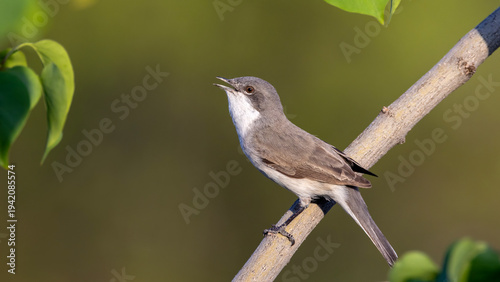 Photos Lesser Whitethroat  perched on a branch.