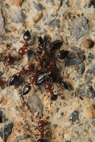 Black carpenter ant macro photo