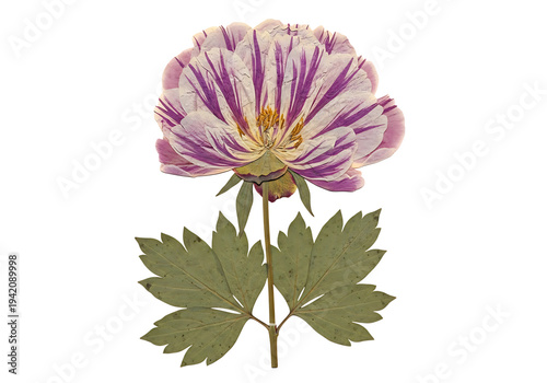 Single pressed peony flower with purple stripes and green leaves on transparent background botanical specimen dried plant