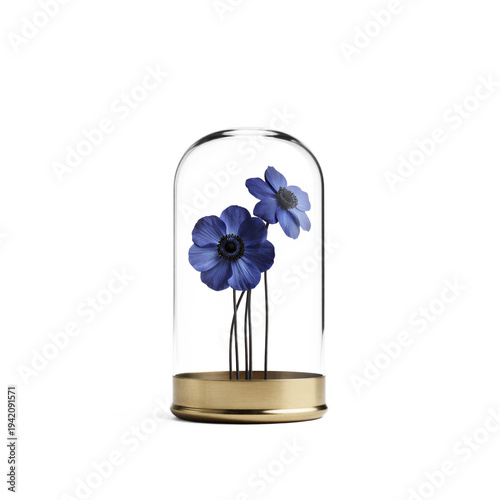 Bell jar anemone. A trio of deep indigo anemones (Anemone coronaria) with black velvet centers stands inside an open glass