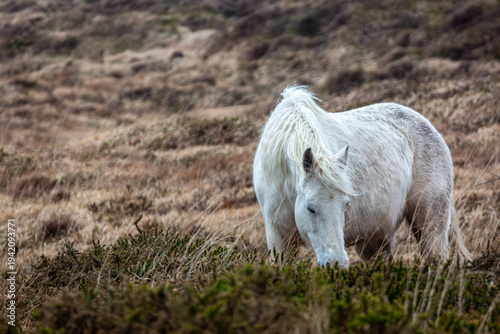 Canvas Print White Connemara pony grazing in the rugged wilderness of Clifden, Ireland