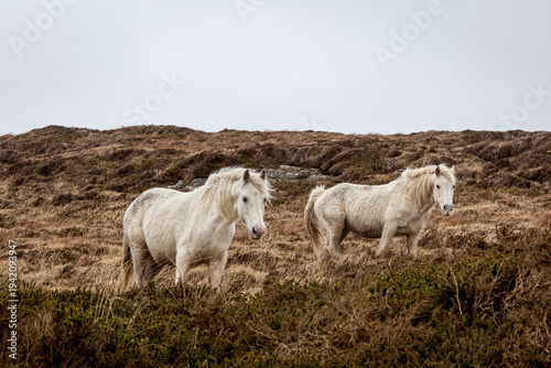 Canvastavla Two white Connemara ponies in the Irish countryside near Clifden, Image shows th