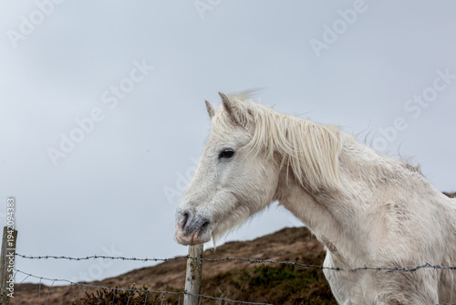 Bilde på lerret White Connemara Pony standing by a wire fence in Clifden, Ireland