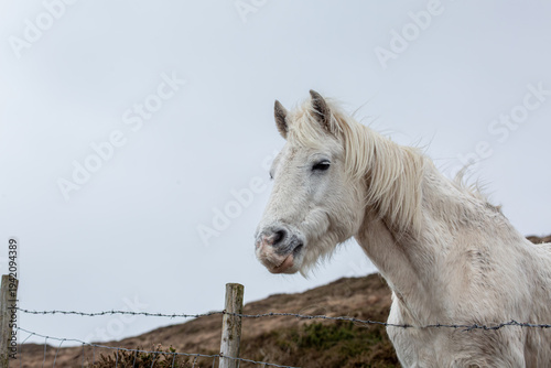 Fotografi White Connemara Pony standing by a wire fence in Clifden, Ireland