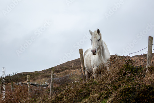 Canvas Print White Connemara Pony standing by a wire fence in Clifden, Ireland
