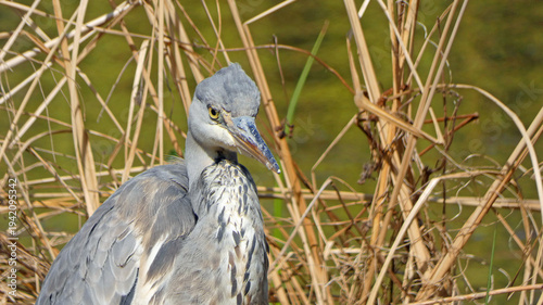 Foto grey heron ardea cinerea