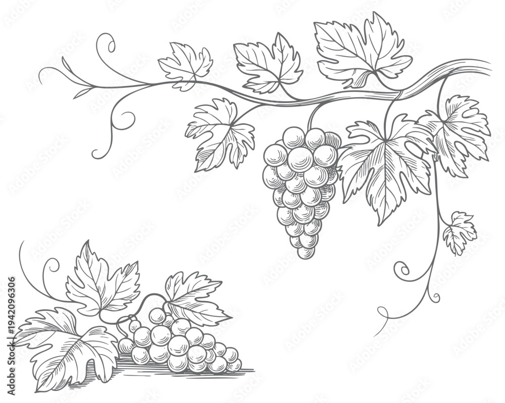 Fototapeta premium Grape branch collection drawn in antique botanical line style. Rustic grapevine leaves and fruit branches illustrated in classic botanical art.