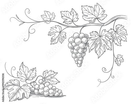 Grape branch collection drawn in antique botanical line style. Rustic grapevine leaves and fruit branches illustrated in classic botanical art.