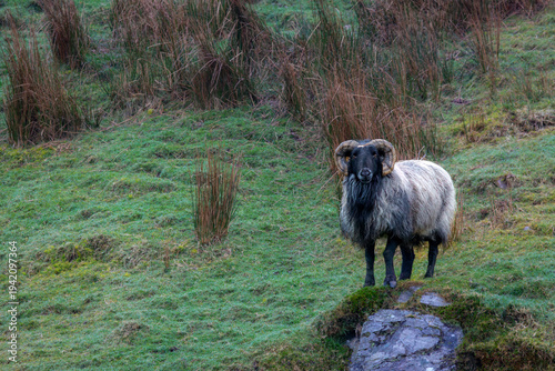 Foto Scottish Blackface ram with large horns standing on a rocky outcrop on the Sky R