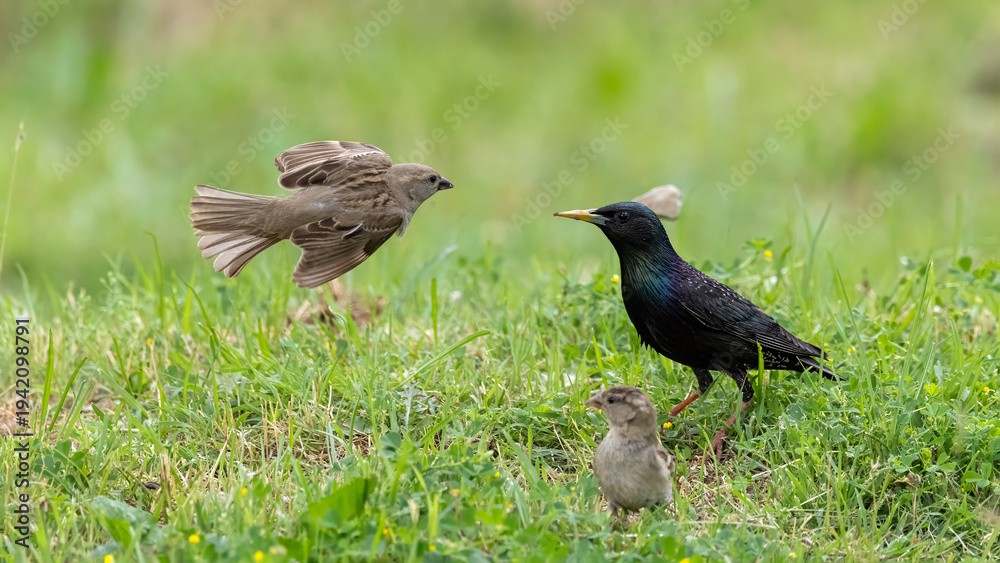 Obraz premium Starling an sparrow taken on the grass.