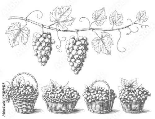 Grapevine branches with ripe grapes and harvest baskets illustrated in antique ink line art.
