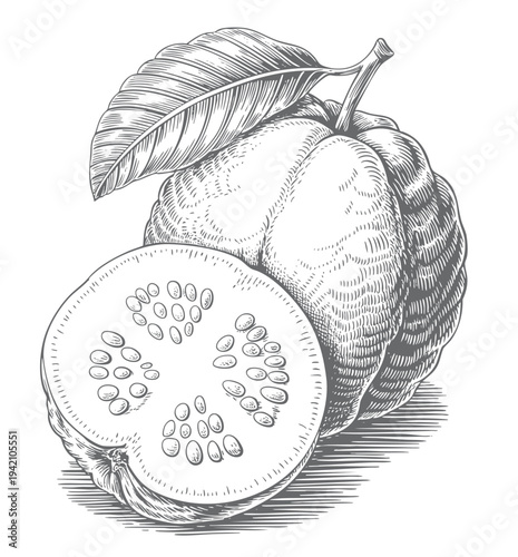 Retro botanical drawing of tropical guava with leaf and sliced fruit.

