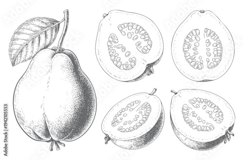 Vintage guava fruit and slices illustrated in botanical engraving style. Botanical guava composition with leaf and sliced fruit in vintage line art.
