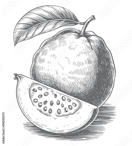 Retro botanical drawing of tropical guava with leaf and sliced fruit.
