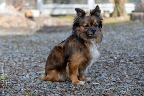 Принти на полотні Small long-haired brown mixed-breed dog with white chest sitting on gravel outdoors, cute fluffy pet with perky ears looking away in a sunny yard