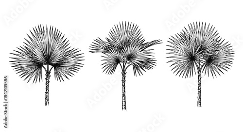 Set of 3 palm tree icons vector, black and white