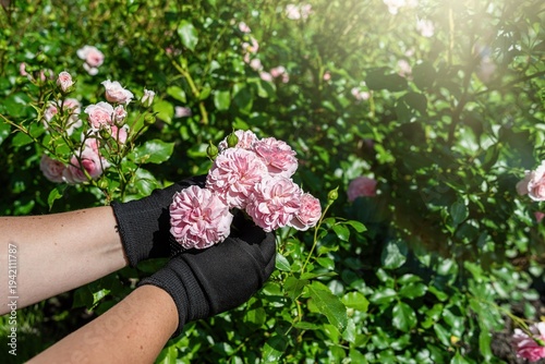 Close up of gardener hands touching pink and orange roses in garden, floral beauty and care concept