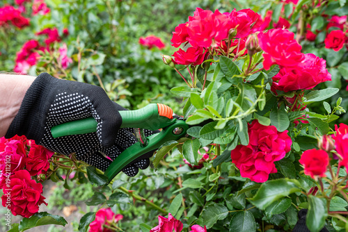 Gardener pruning red rose bush with green secateurs in a summer garden wearing black gloves