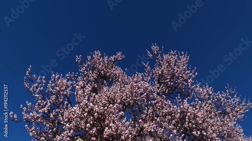 Against a deep blue sky, tree branches laden with spring blossoms sway gently in the breeze. A soothing close-up reflecting the energy of spring and the awakening of nature.