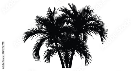 Black silhouette of palm tree on white background, vector