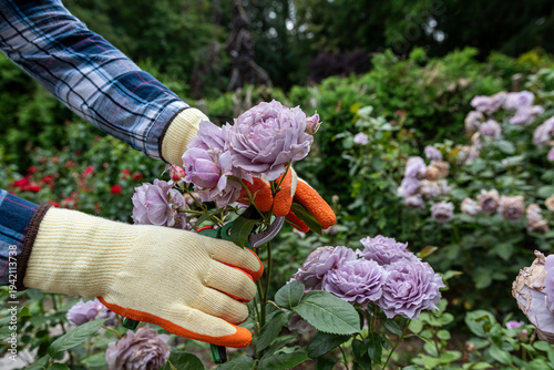 Hands cutting lavender rose bush with pruning shears in blooming garden, floral care and hobby