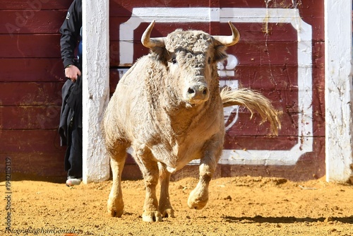 toro de color blanco bonito