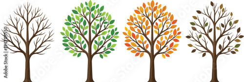 Vector set of four trees showing seasonal changes from winter to spring summer and autumn isolated on white background for nature cycle and environmental education concepts.