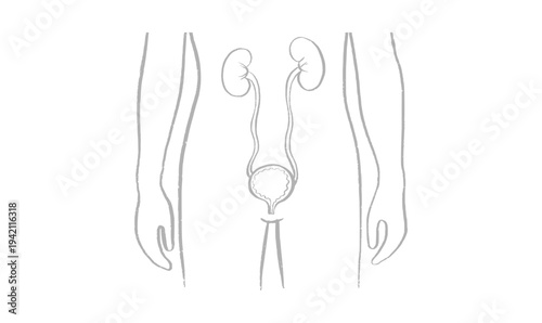 Kidney and bladder