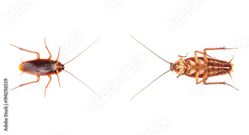 Fotografie Isolated pest insect crawling viewed from above, brown cockroach with antennae a
